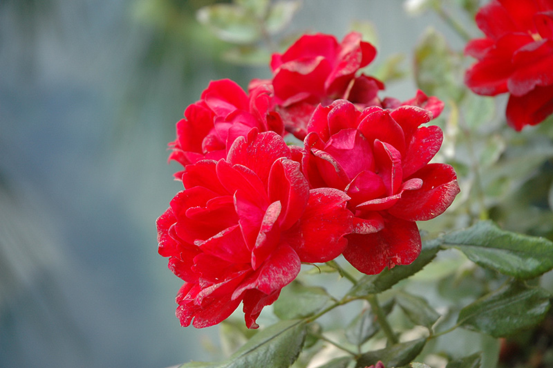 Milano Kolorscape Rose (Rosa 'KORjuwko') at Flagg's Garden Center