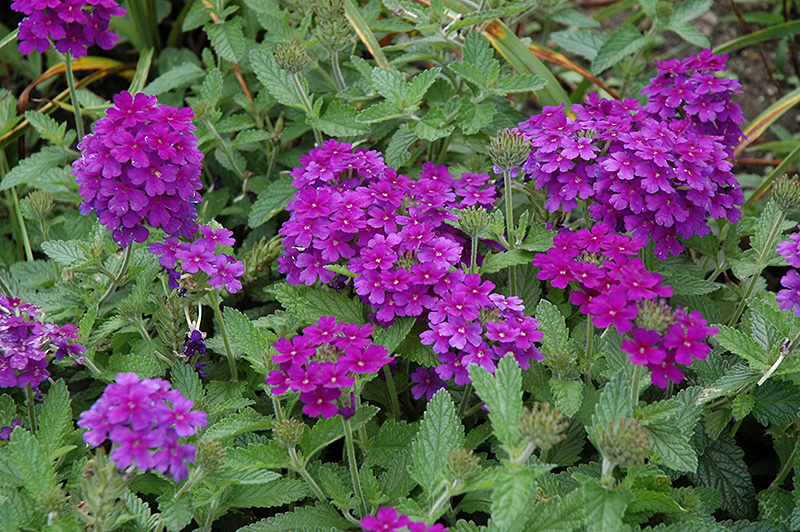 EnduraScape Dark Purple Verbena (Verbena 'Balendakle') at Flagg's Garden Center