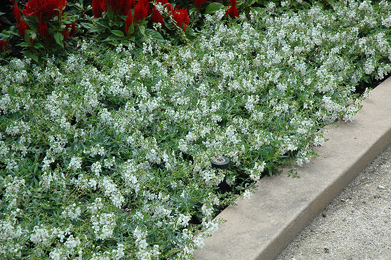 AngelMist Spreading White Angelonia (Angelonia angustifolia 'Balangspri') at Flagg's Garden Center