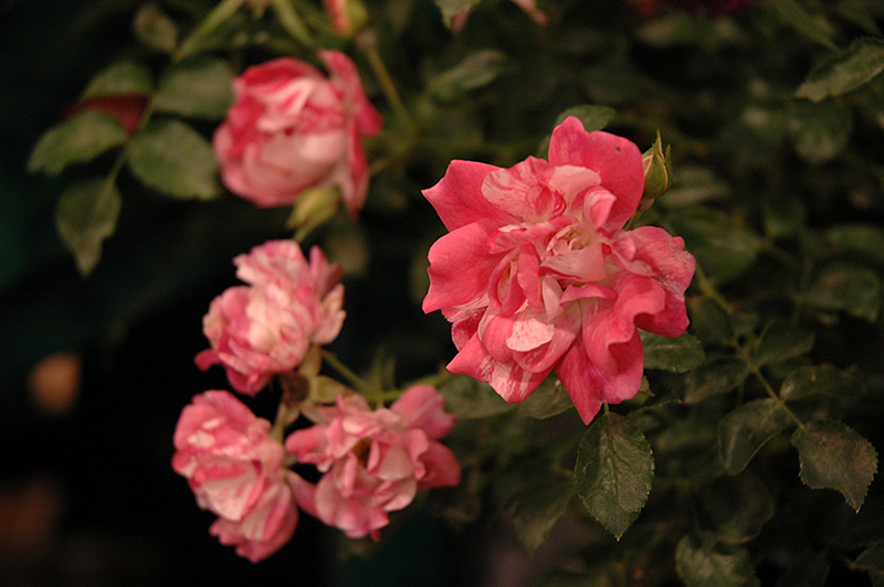 Flower Carpet Pink Splash Rose (Rosa 'Noasplash') at Flagg's Garden Center