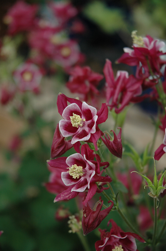 Winky Red And White Columbine (Aquilegia 'Winky Red And White') at Flagg's Garden Center