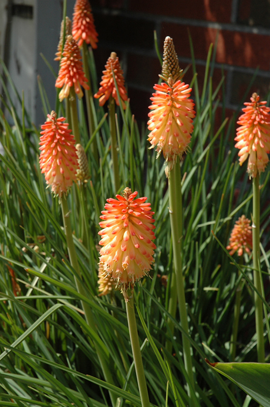 Creamsicle Torchlily (Kniphofia 'Creamsicle') at Flagg's Garden Center