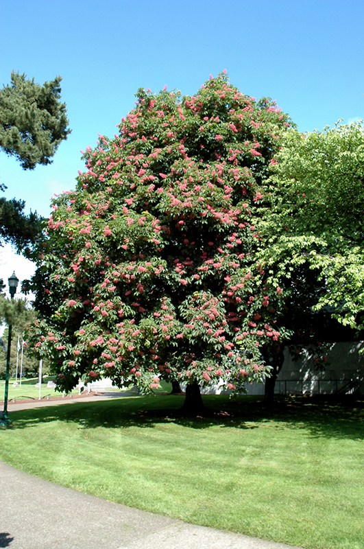 Ruby Red Horse Chestnut (Aesculus x carnea 'Briotti') at Flagg's Garden Center