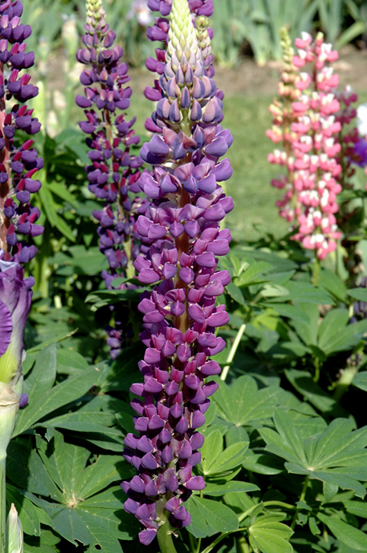 Popsicle Blue Lupine (Lupinus 'Popsicle Blue') at Flagg's Garden Center