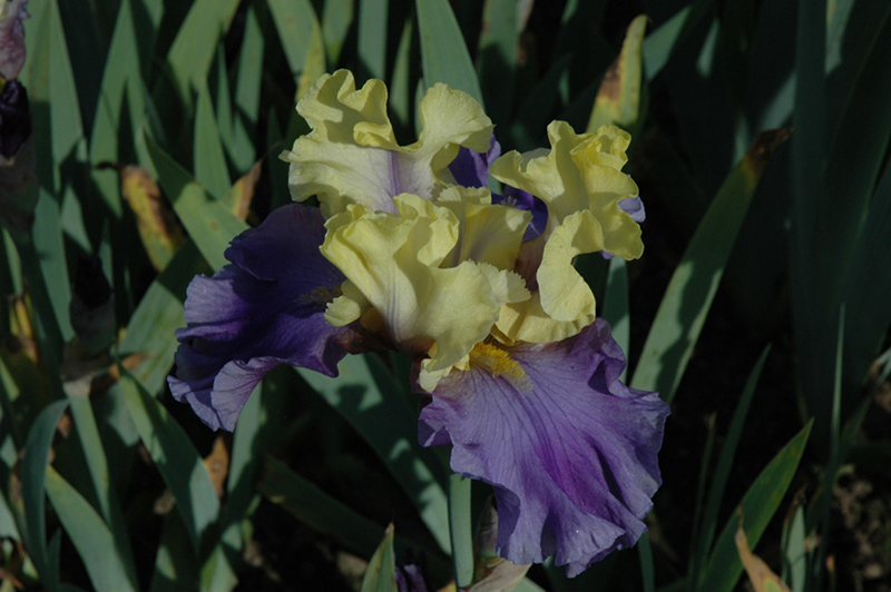 Edith Wolford Iris (Iris 'Edith Wolford') at Flagg's Garden Center