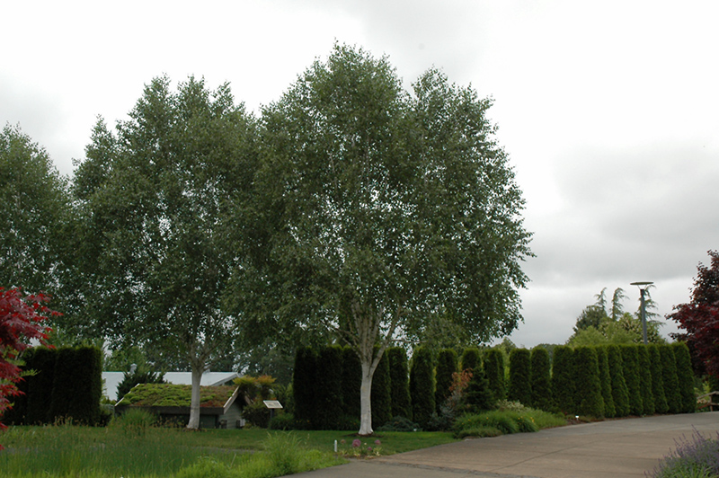 Whitebark Himalayan Birch (Betula utilis 'var. jacquemontii') at Flagg's Garden Center