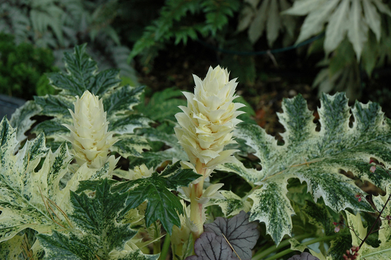 Whitewater Acanthus (Acanthus 'Whitewater') at Flagg's Garden Center