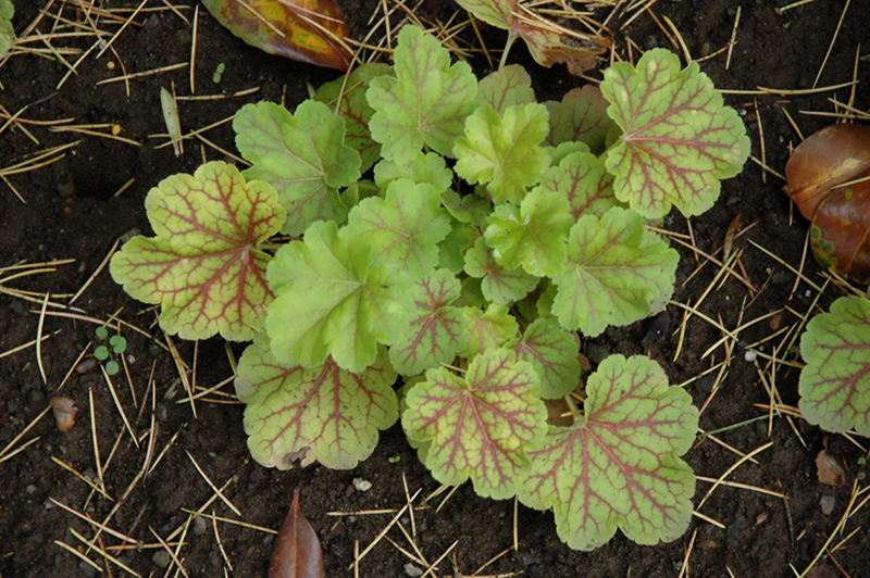 Electric Lime Coral Bells (Heuchera 'Electric Lime') at Flagg's Garden Center