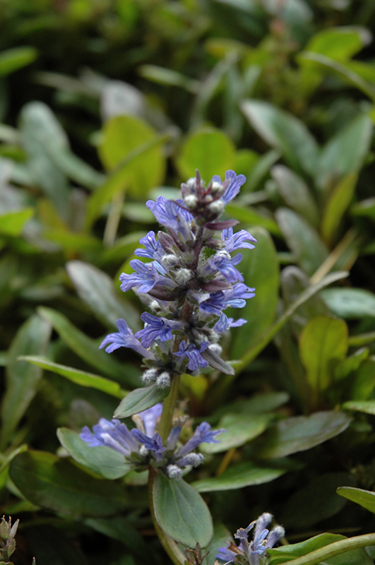 Blueberry Muffin Bugleweed (Ajuga reptans 'Blueberry Muffin') at Flagg's Garden Center