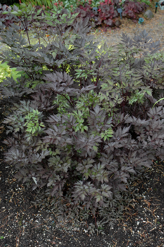 Black Negligee Bugbane (Cimicifuga racemosa 'Black Negligee') at Flagg's Garden Center