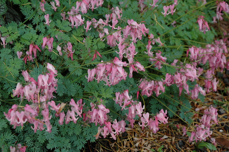 Amore Pink Bleeding Heart (Dicentra 'Amore Pink') at Flagg's Garden Center