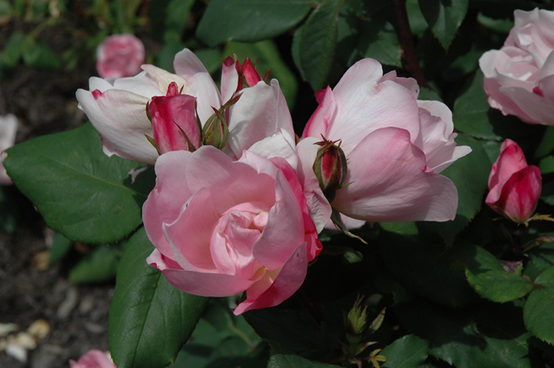 Blushing Knock Out Rose (Rosa 'Radyod') at Flagg's Garden Center