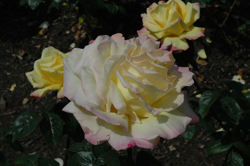 Peace Rose (Rosa 'Peace') at Flagg's Garden Center