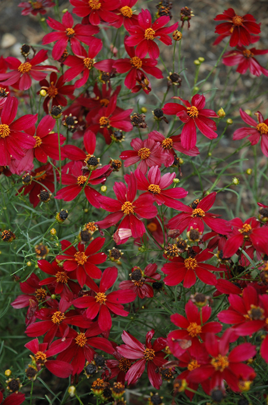 Red Satin Tickseed (Coreopsis 'Red Satin') at Flagg's Garden Center