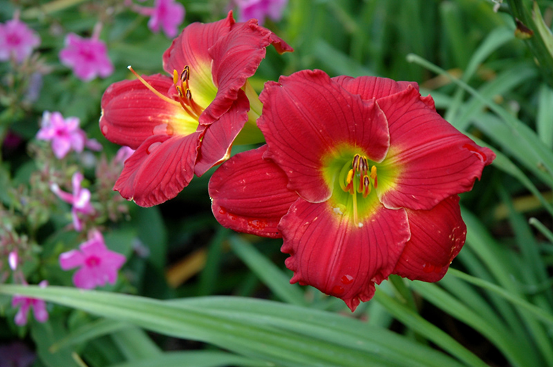 Happy Ever Appster Red Hot Returns Daylily (Hemerocallis 'Red Hot Returns') at Flagg's Garden Center