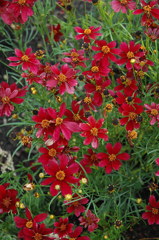 Red Satin Tickseed (Coreopsis 'Red Satin') at Flagg's Garden Center