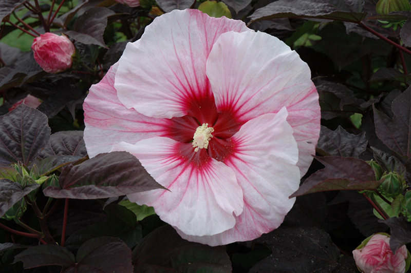 Summerific Perfect Storm Hibiscus (Hibiscus 'Perfect Storm') at Flagg's Garden Center