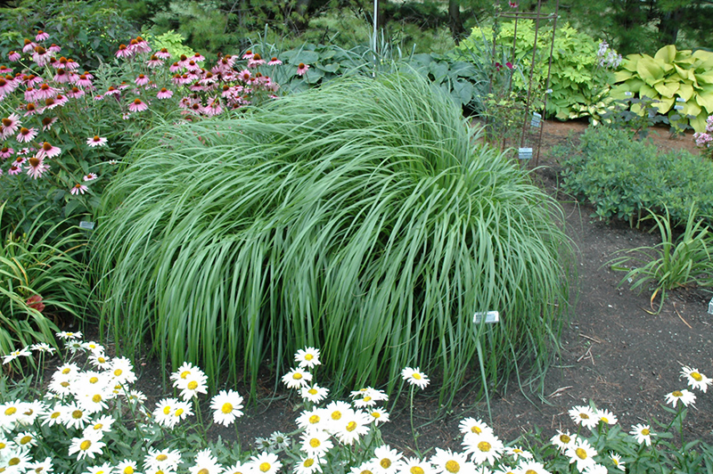 Red Head Fountain Grass (Pennisetum alopecuroides 'Red Head') at Flagg's Garden Center
