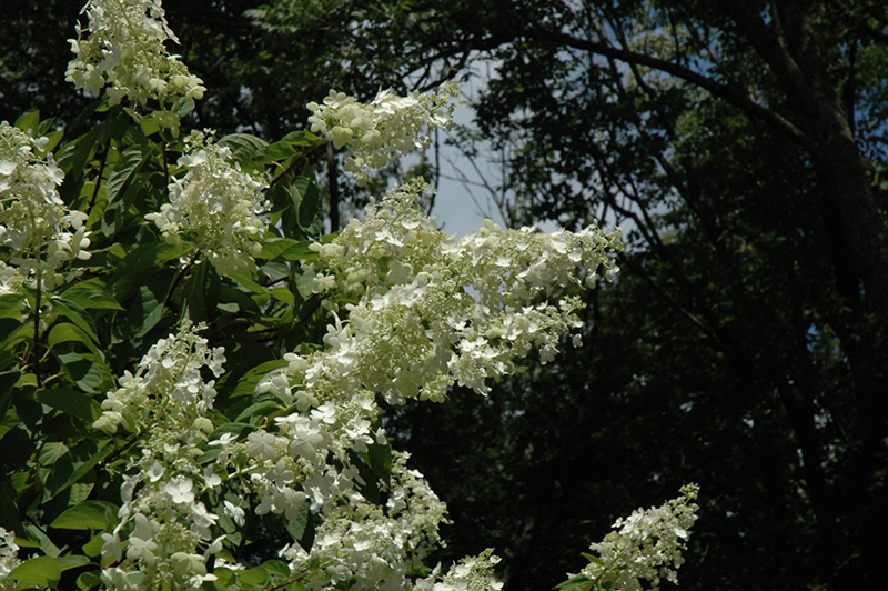 Tardiva Hydrangea (tree form) (Hydrangea paniculata 'Tardiva (tree form)') at Flagg's Garden Center