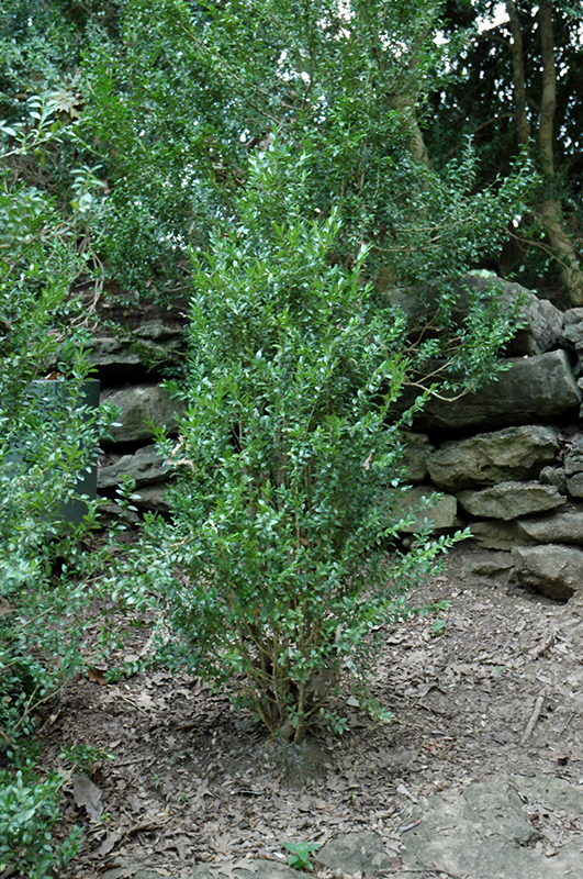 Fastigiata Boxwood (Buxus sempervirens 'Fastigiata') at Flagg's Garden Center