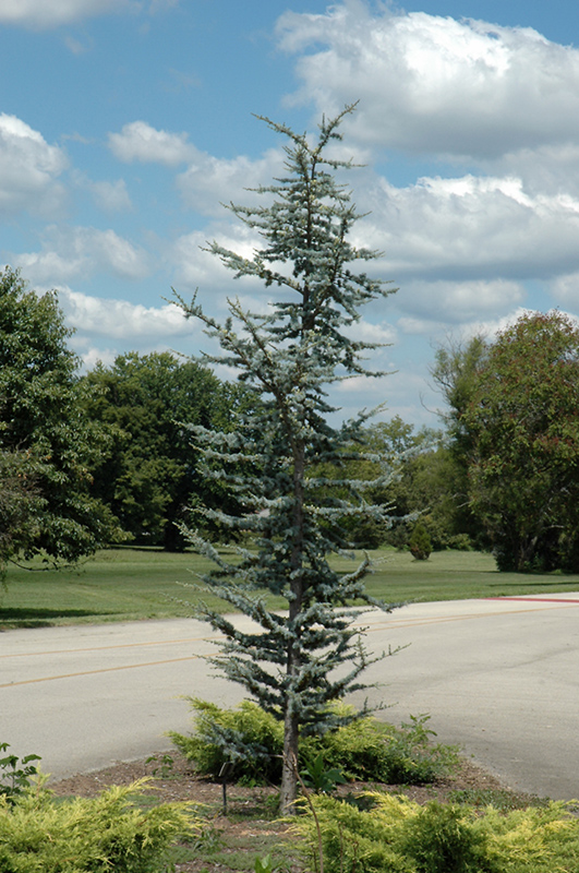 Blue Atlas Cedar (Cedrus atlantica 'Glauca') at Flagg's Garden Center