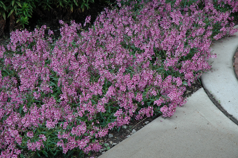AngelMist Spreading Pink Angelonia (Angelonia angustifolia 'Balangspini') at Flagg's Garden Center
