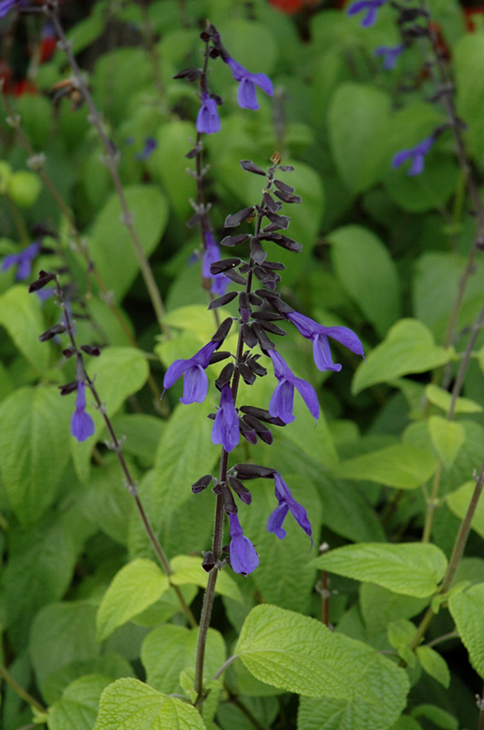 Black And Bloom Sage (Salvia guaranitica 'Black And Bloom') at Flagg's Garden Center