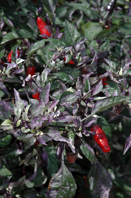 Calico Ornamental Pepper (Capsicum annuum 'Calico') at Flagg's Garden Center