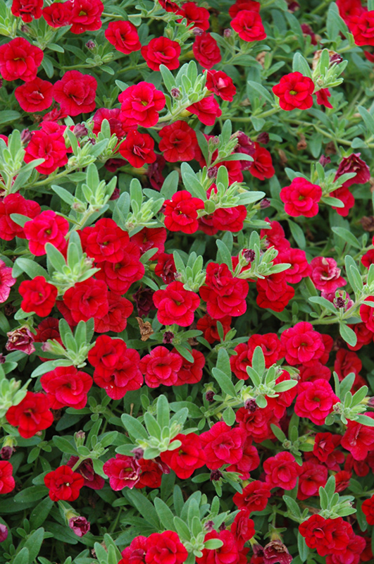 MiniFamous Double Compact Red Calibrachoa (Calibrachoa 'MiniFamous Double Compact Red') at Flagg's Garden Center
