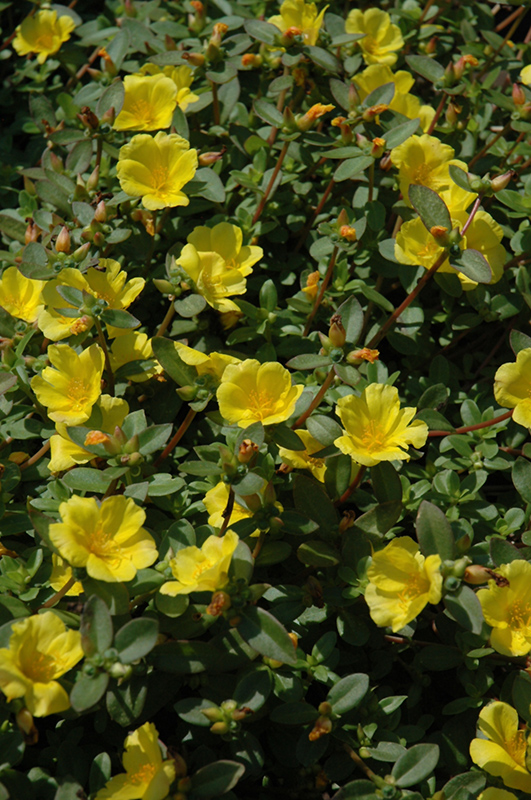 SunDome Yellow Portulaca (Portulaca 'SunDome Yellow') at Flagg's Garden Center