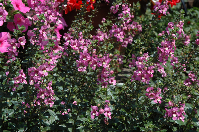 Alonia Pink Romance Angelonia (Angelonia angustifolia 'Alonia Pink Romance') at Flagg's Garden Center