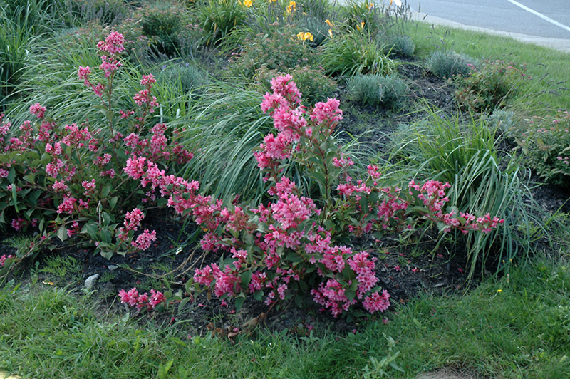 Sonic Bloom Pink Reblooming Weigela (Weigela florida 'Bokrasopin') at Flagg's Garden Center