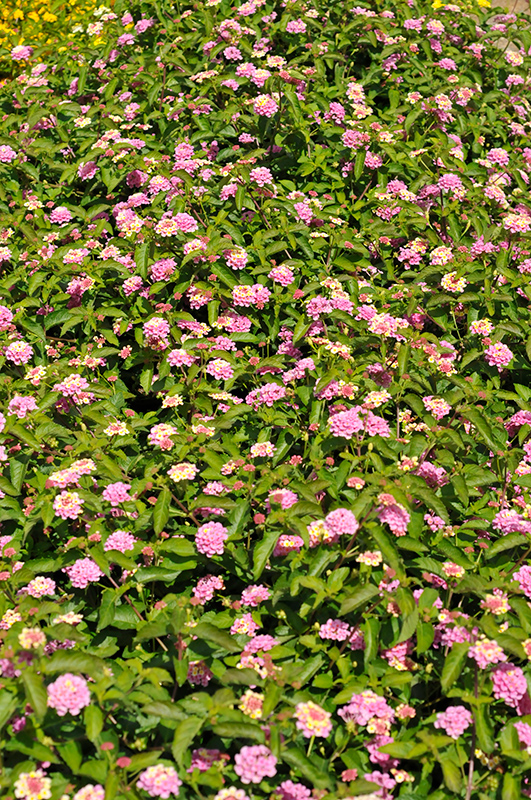 Landscape Bandana Pink Lantana (Lantana camara 'Landscape Bandana Pink') at Flagg's Garden Center