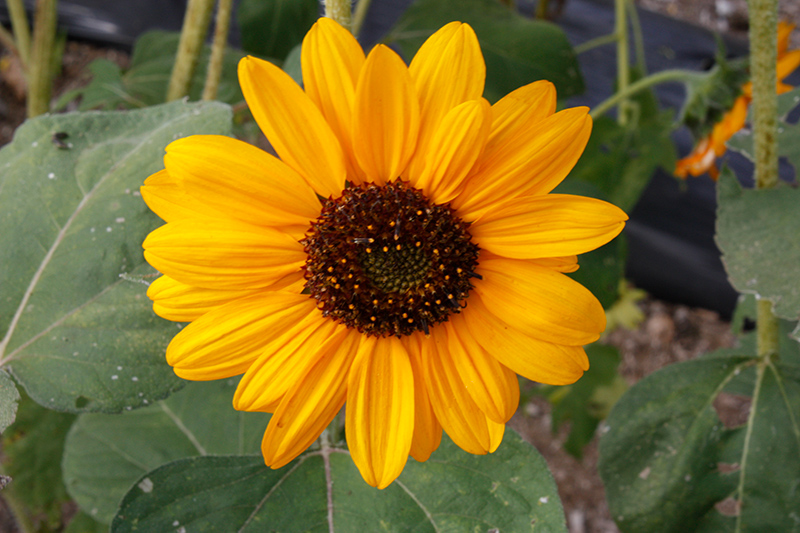 Soraya Sunflower (Helianthus annuus 'Soraya') at Flagg's Garden Center