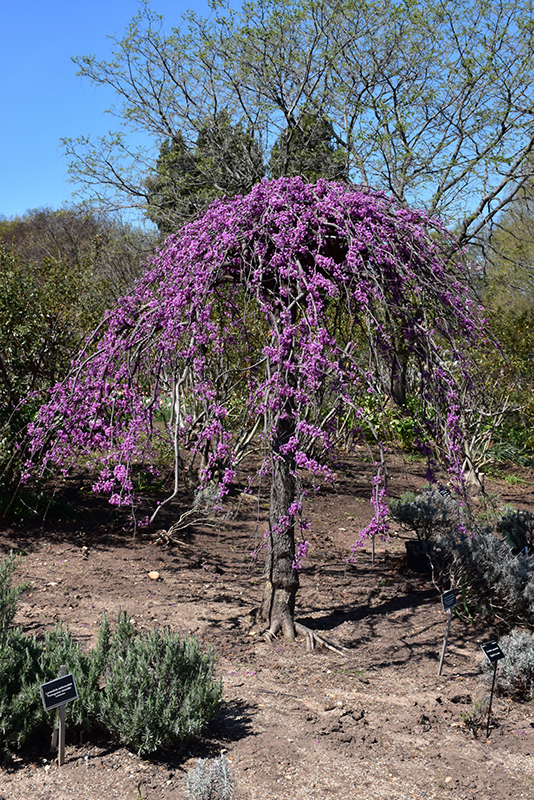Lavender Twist Redbud (Cercis canadensis 'Covey') at Flagg's Garden Center