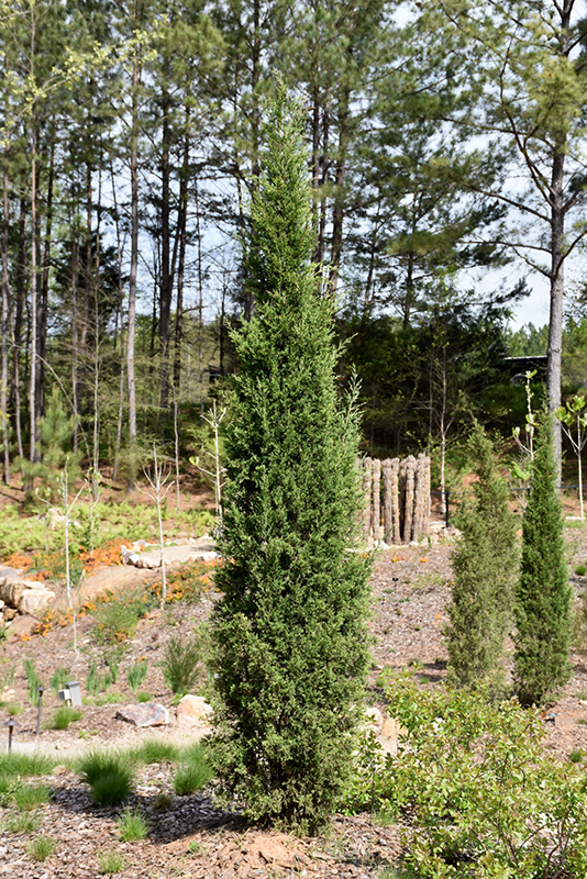 Taylor Redcedar (Juniperus virginiana 'Taylor') at Flagg's Garden Center