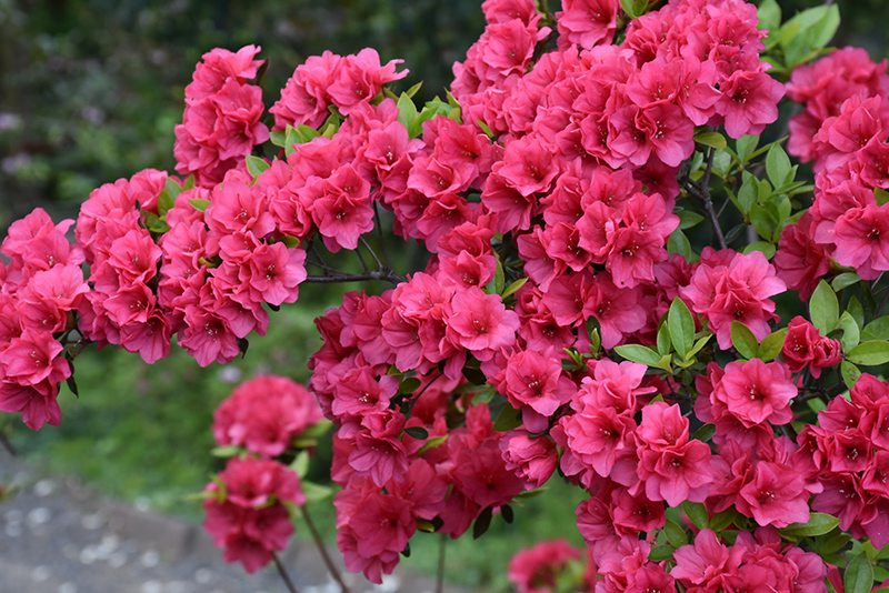 Hershey's Red Azalea (Rhododendron 'Hershey's Red') at Flagg's Garden Center