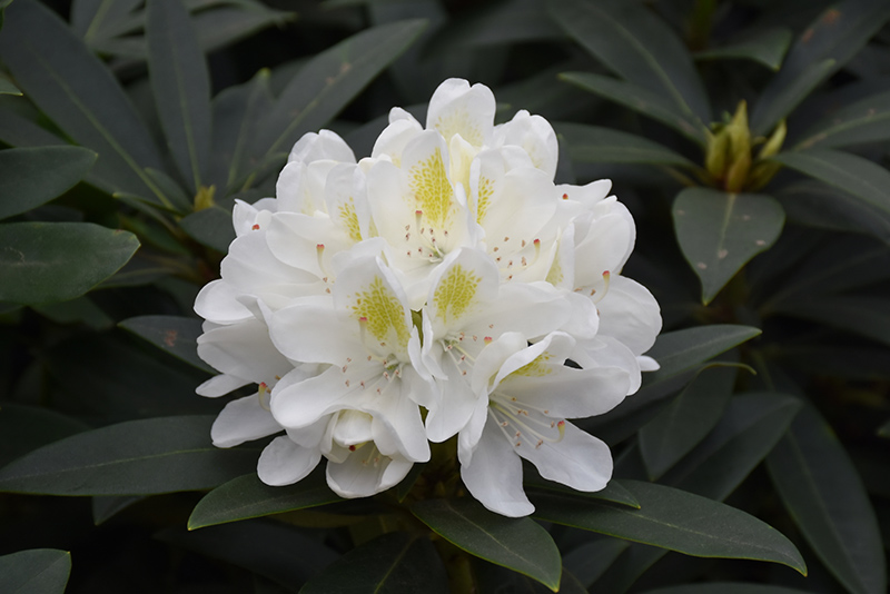 Chionoides Rhododendron (Rhododendron catawbiense 'Chionoides') at Flagg's Garden Center