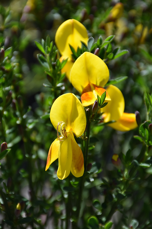 Madame Butterfly Scotch Broom (Cytisus scoparius 'Madame Butterfly') at Flagg's Garden Center