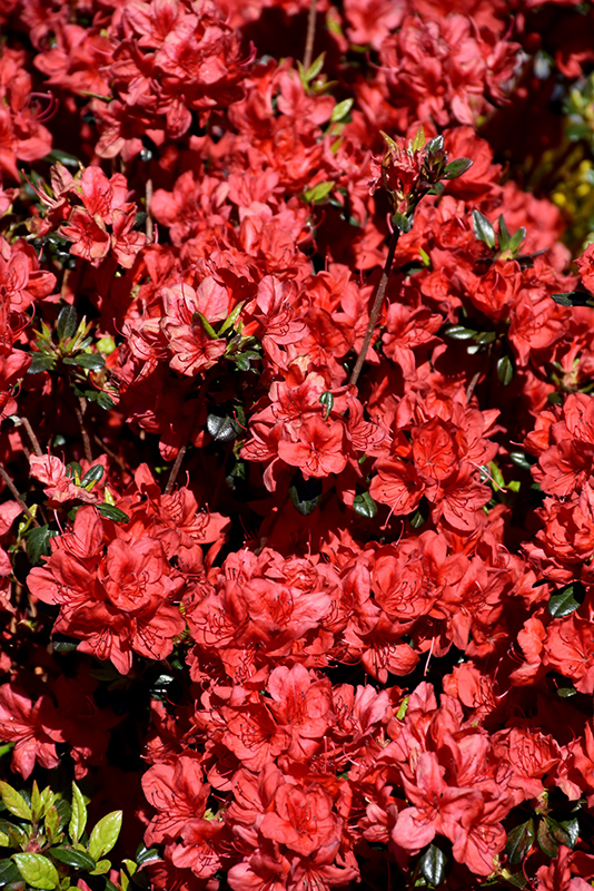 Stewartstonian Azalea (Rhododendron 'Stewartstonian') at Flagg's Garden Center