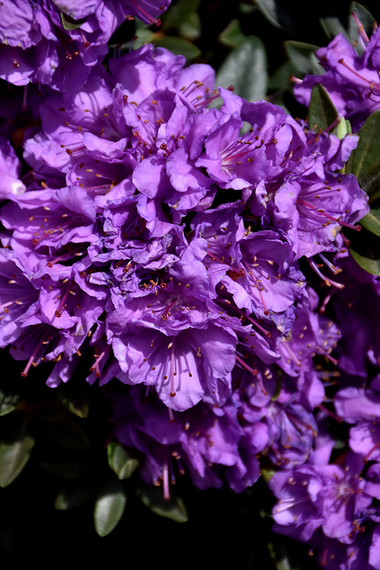 Purple Gem Rhododendron (Rhododendron 'Purple Gem') at Flagg's Garden Center