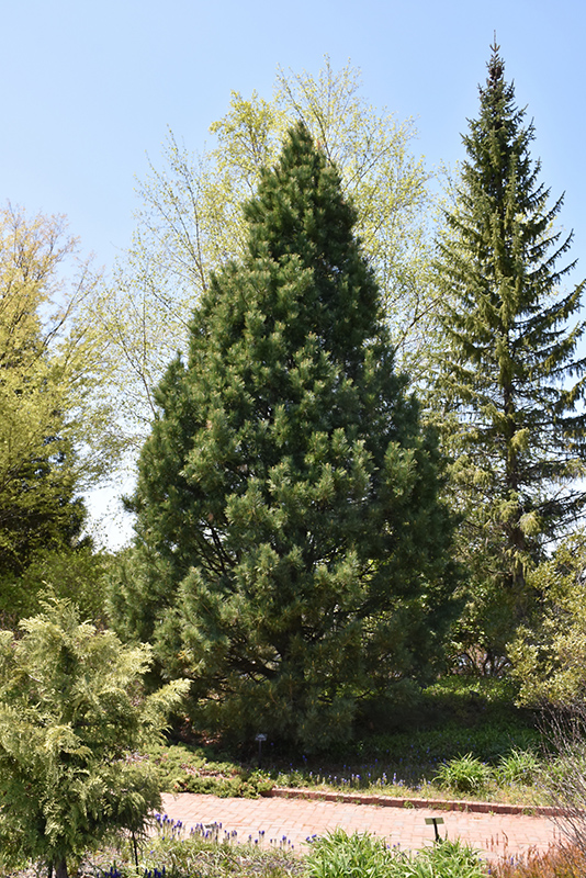 Swiss Stone Pine (Pinus cembra) at Flagg's Garden Center