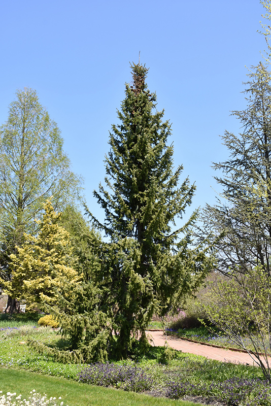 Serbian Spruce (Picea omorika) at Flagg's Garden Center