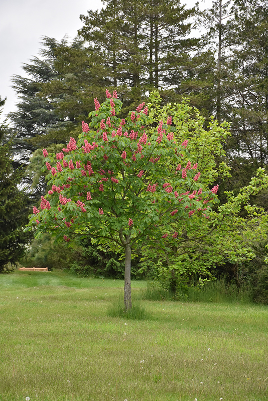 Fort McNair Red Horse Chestnut (Aesculus x carnea 'Fort McNair') at Flagg's Garden Center