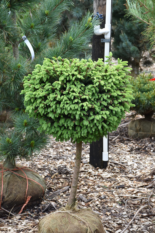 Little Gem Spruce (tree form) (Picea abies 'Little Gem (tree form)') at Flagg's Garden Center