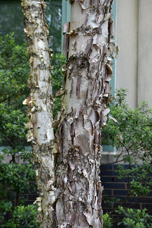 Dura Heat River Birch (Betula nigra 'Dura Heat') at Flagg's Garden Center