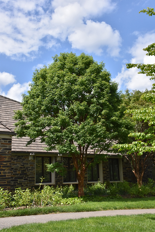 Paperbark Maple (Acer griseum) at Flagg's Garden Center