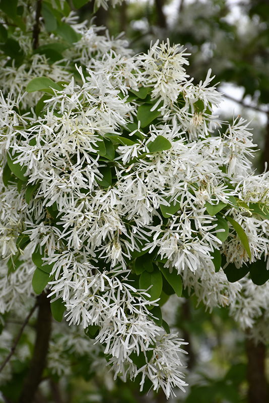 Chinese Fringetree (Chionanthus retusus) at Flagg's Garden Center