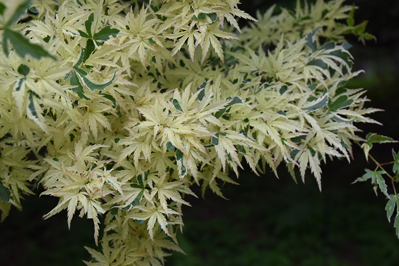 Butterfly Variegated Japanese Maple (Acer palmatum 'Butterfly') at Flagg's Garden Center