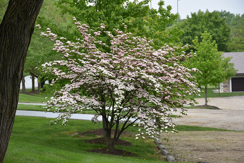 Stellar Pink Flowering Dogwood (Cornus 'Stellar Pink') at Flagg's Garden Center